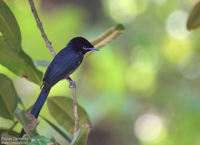 Tchitrec des Seychelles mâle, identification