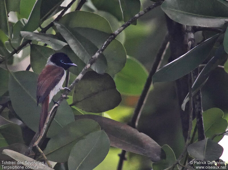 Tchitrec des Seychelles femelle adulte nuptial, identification