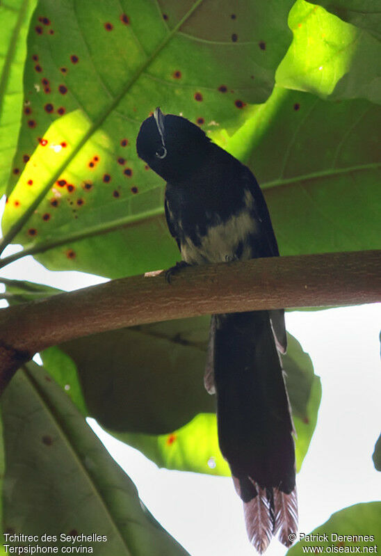 Tchitrec des Seychelles mâle immature, identification