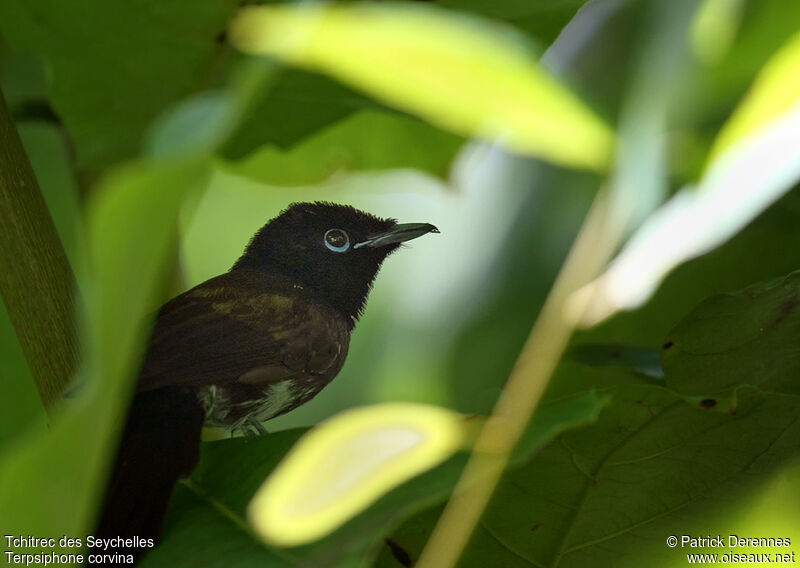 Seychelles Paradise Flycatcher male immature, identification