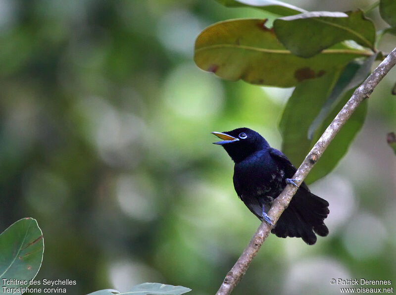 Tchitrec des Seychelles mâle immature, identification, chant