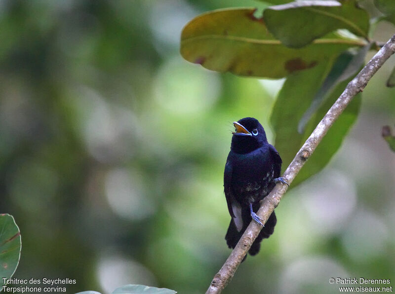 Seychelles Paradise Flycatcher male immature, identification, song