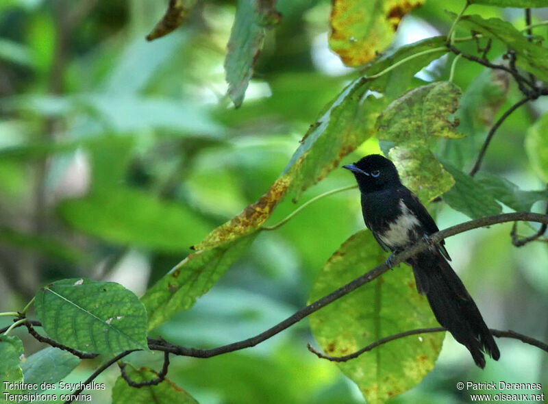 Seychelles Paradise Flycatcher male immature, identification