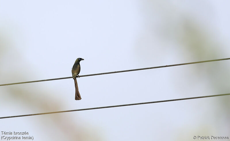 Racket-tailed Treepie