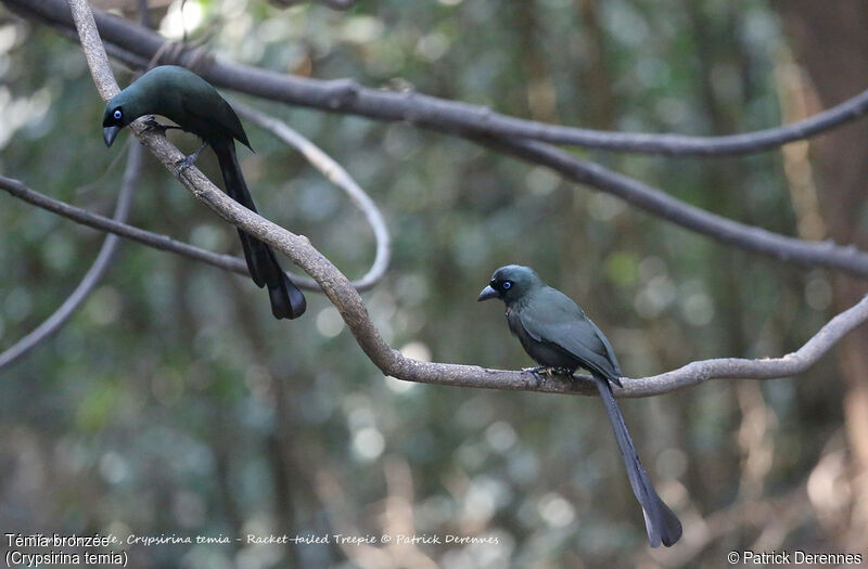 Racket-tailed Treepie