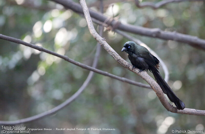 Racket-tailed Treepie