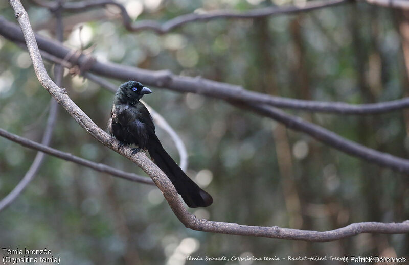 Racket-tailed Treepie