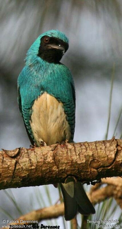 Swallow Tanager male adult