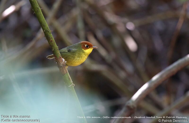 Chestnut-headed Tesia