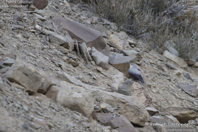 Wallcreeper, identification, habitat