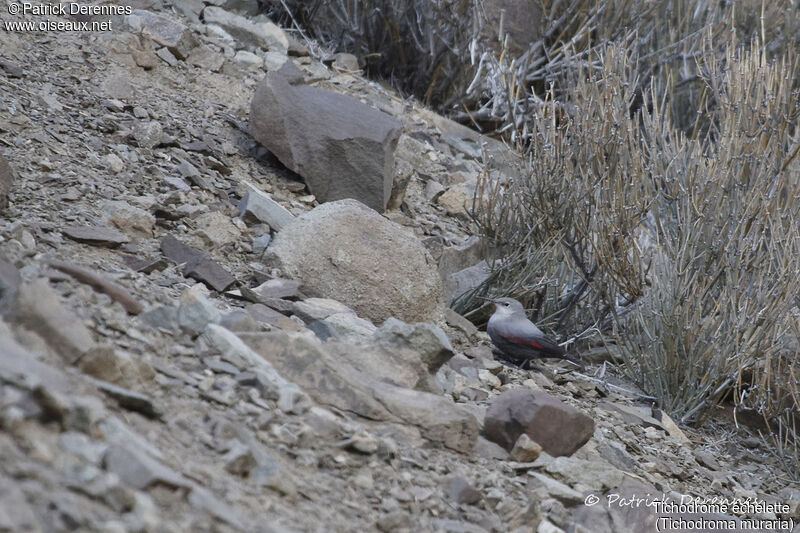 Wallcreeper, identification, habitat