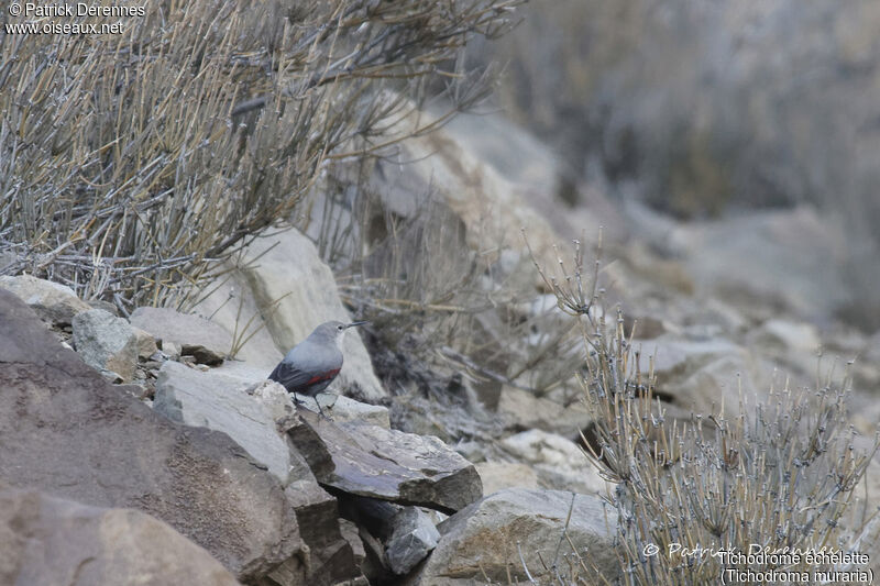 Wallcreeper, identification, habitat