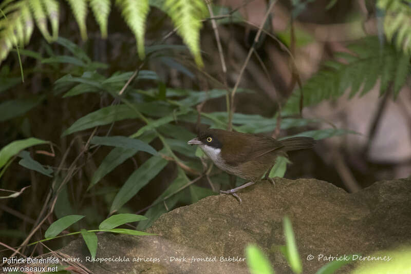 Dark-fronted Babbleradult, habitat, pigmentation