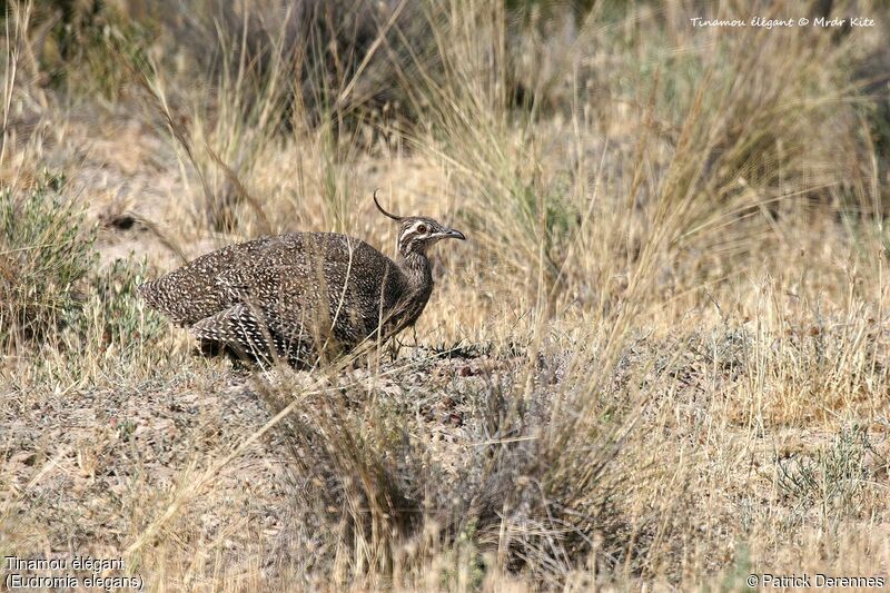 Elegant Crested Tinamou, identification