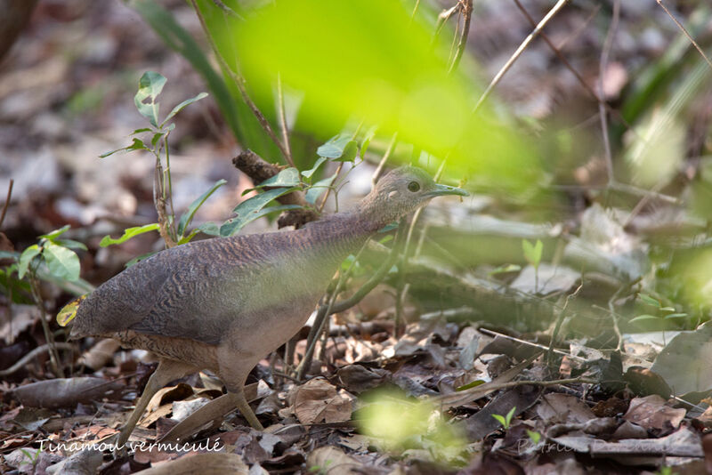 Tinamou vermiculé, identification, habitat