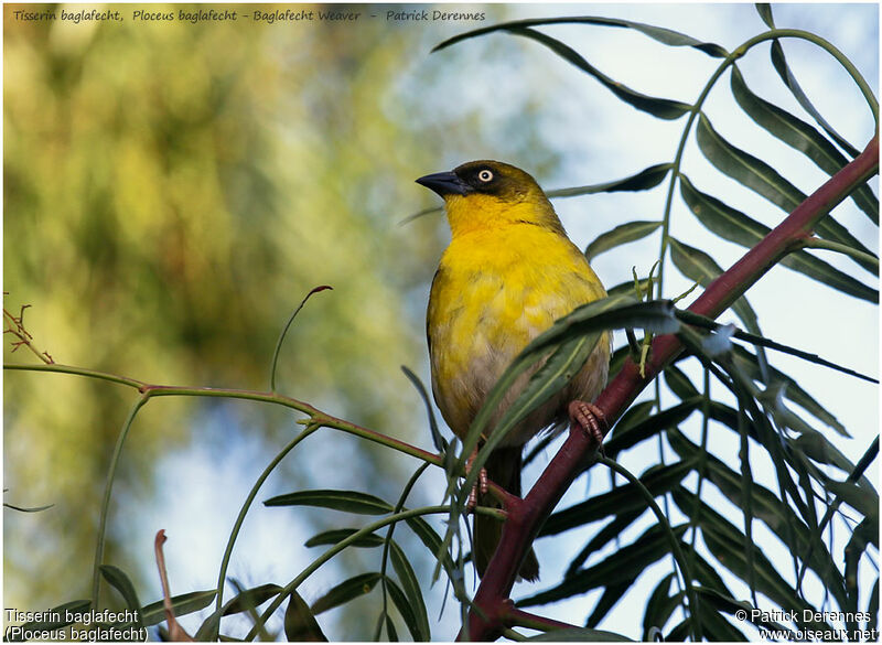 Baglafecht Weaver male adult, identification