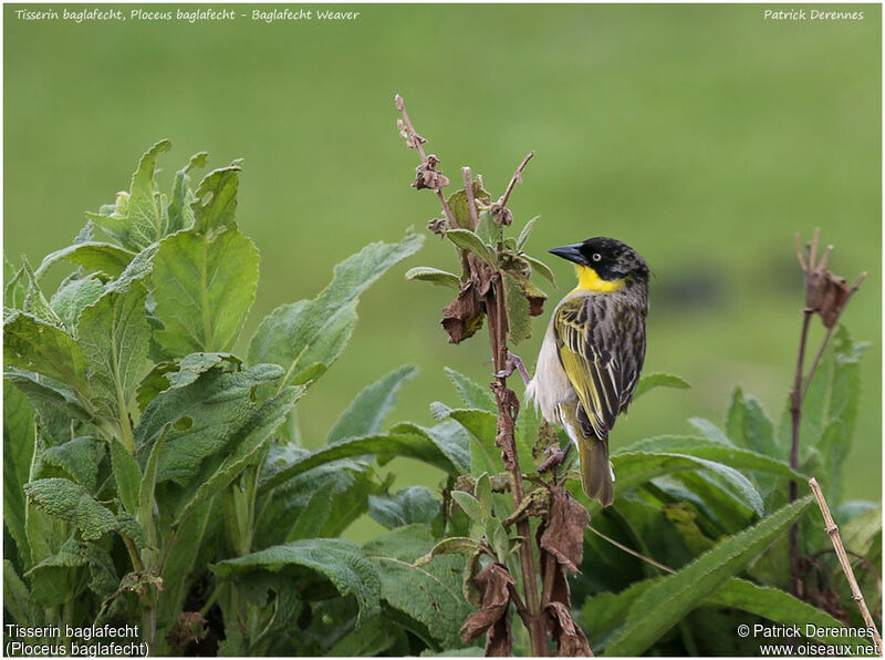 Tisserin baglafecht mâle adulte, identification