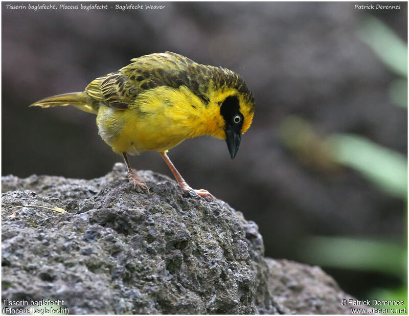 Baglafecht Weaver male adult, identification