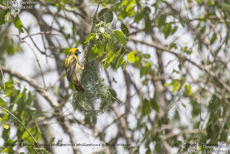 Baya Weaver male, identification, Reproduction-nesting