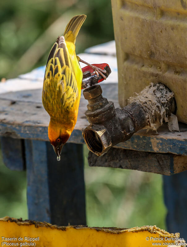 Rüppell's Weaver male adult, identification, Behaviour