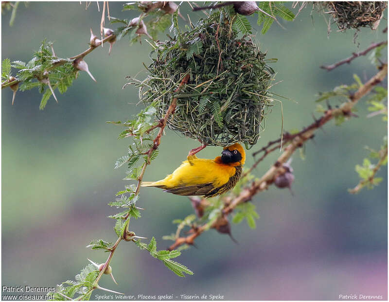 Speke's Weaver male adult, Reproduction-nesting, Behaviour