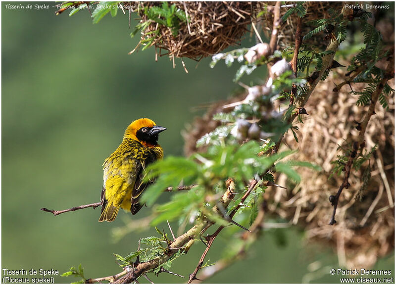 Speke's Weaver male adult, identification