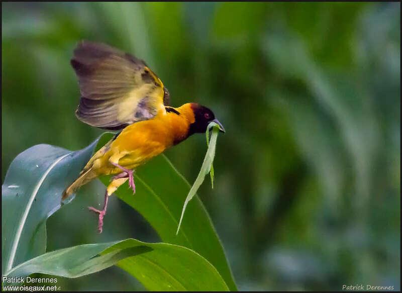 Village Weaver male adult breeding, Flight, Reproduction-nesting