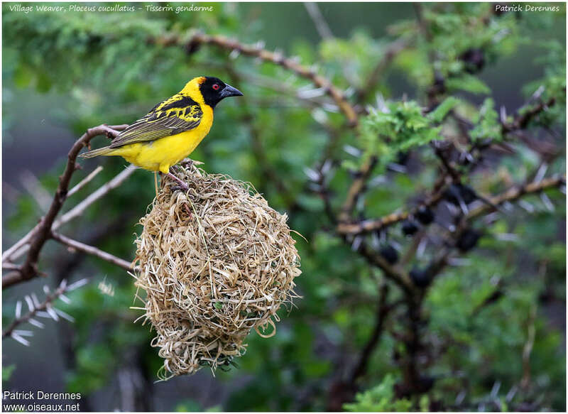 Village Weaver male adult breeding, pigmentation, Reproduction-nesting, Behaviour