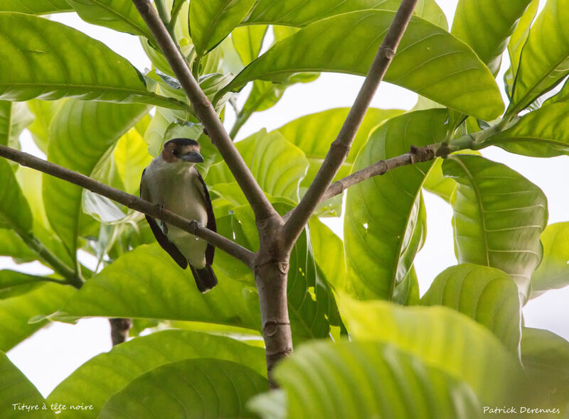 Tityre à tête noire, identification, habitat