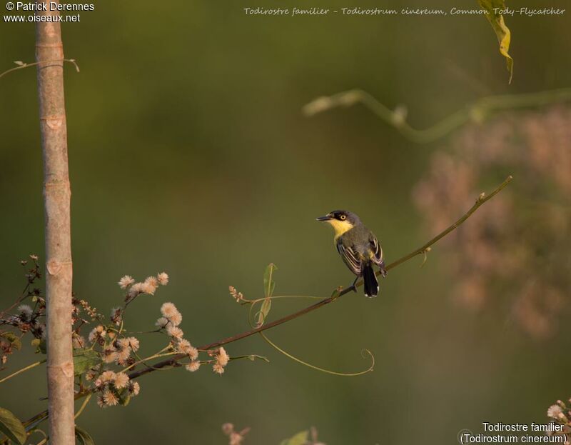 Common Tody-Flycatcher, identification, habitat