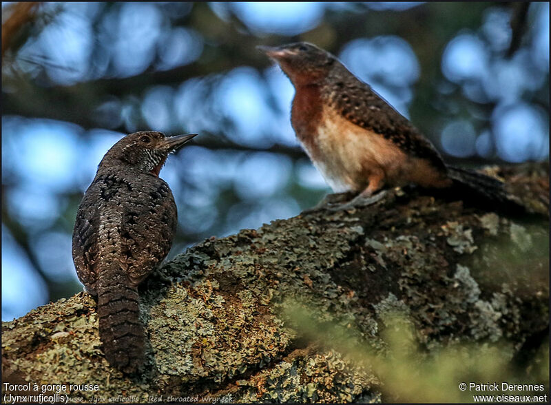 Red-throated Wryneck, identification