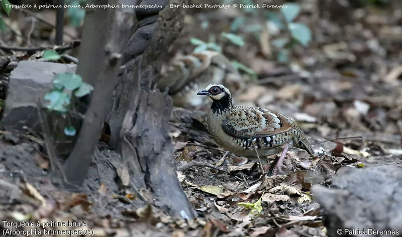 Bar-backed Partridge