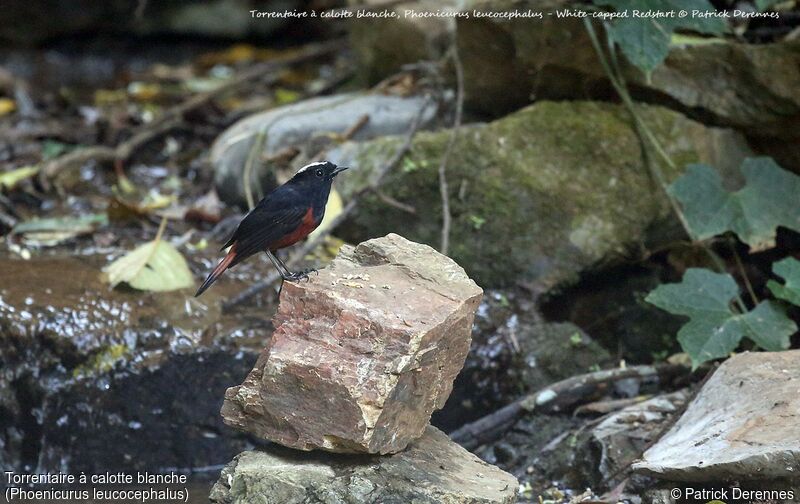 White-capped Redstart