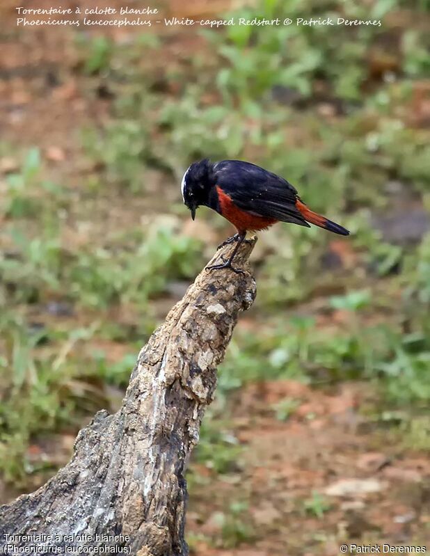 White-capped Redstart