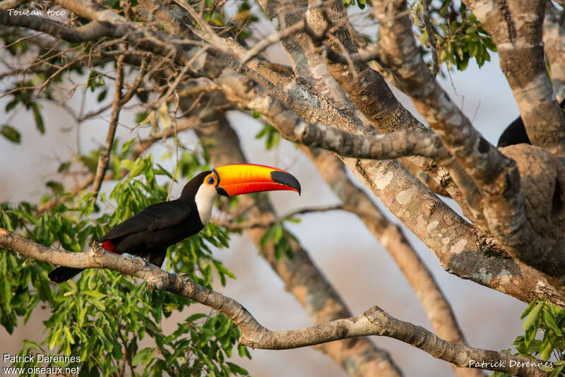 Toucan tocoadulte, habitat, pigmentation