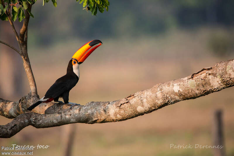 Toucan tocoadulte, habitat, pigmentation, régime, mange