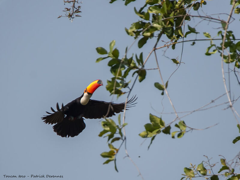 Toucan toco, Vol