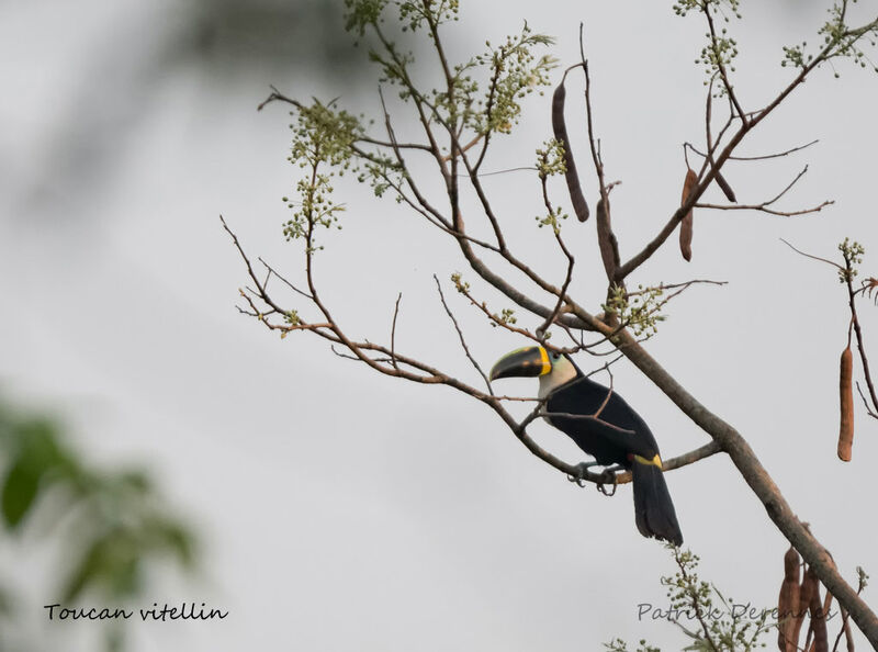 Toucan vitellin, identification, habitat