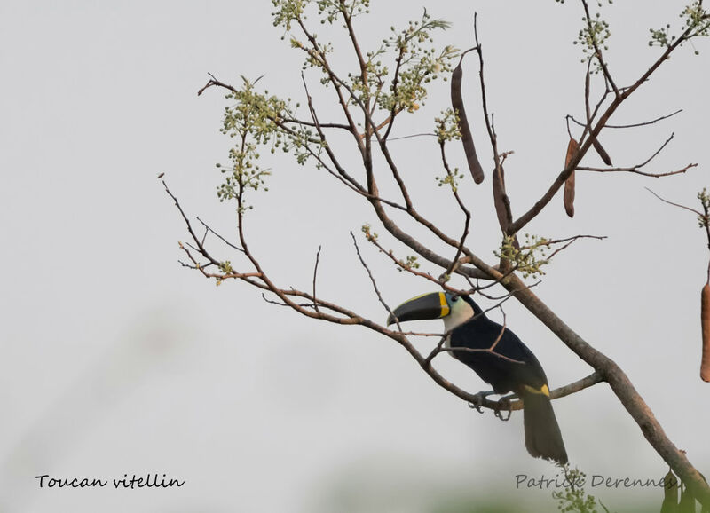 Channel-billed Toucan, identification, habitat