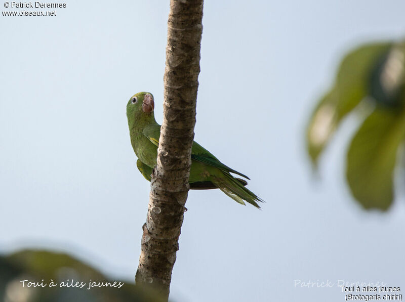 Yellow-chevroned Parakeet, identification