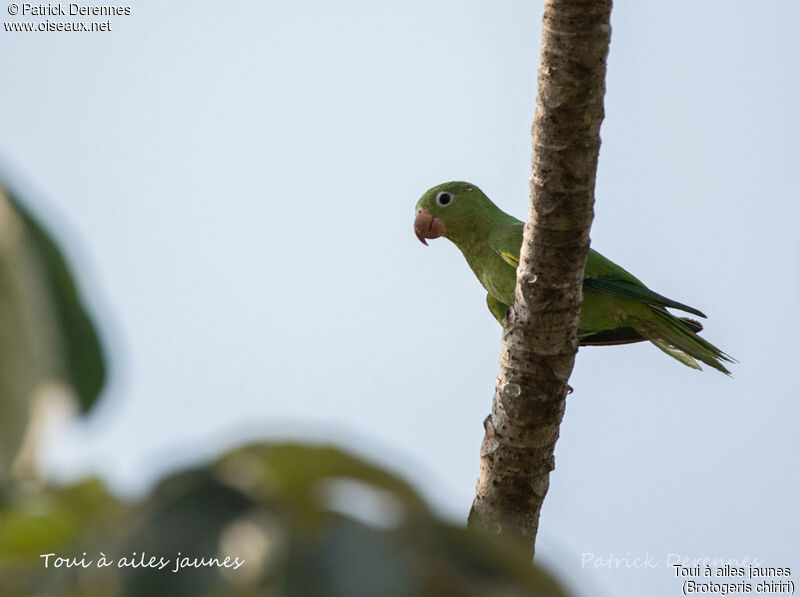 Yellow-chevroned Parakeet, identification