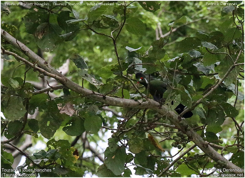 White-cheeked Turacoadult, identification