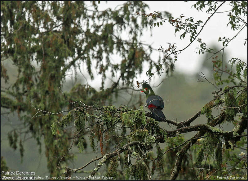 Touraco à joues blanchesadulte, habitat