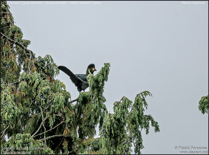 Touraco à joues blanchesadulte, identification