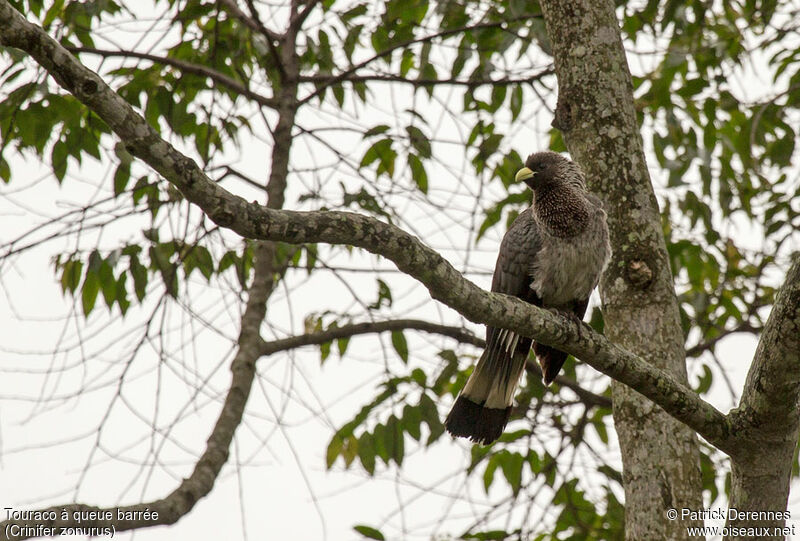 Eastern Plantain-eateradult, identification