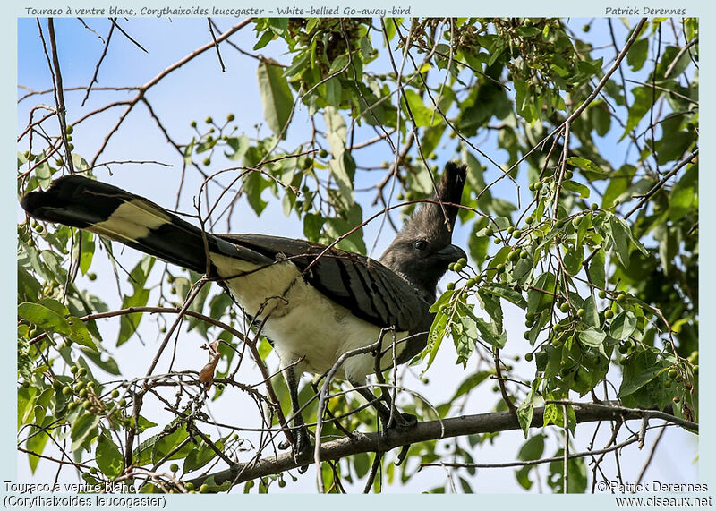 White-bellied Go-away-birdadult, identification