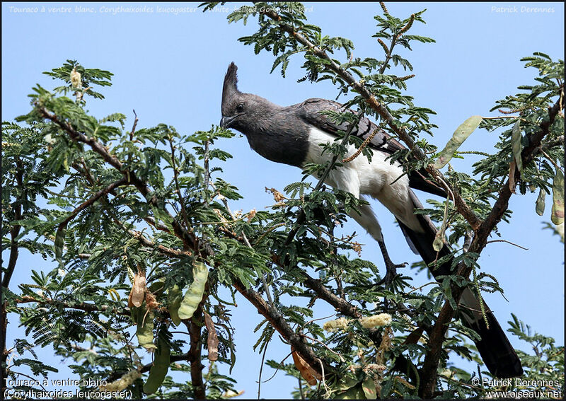 Touraco à ventre blancadulte, régime