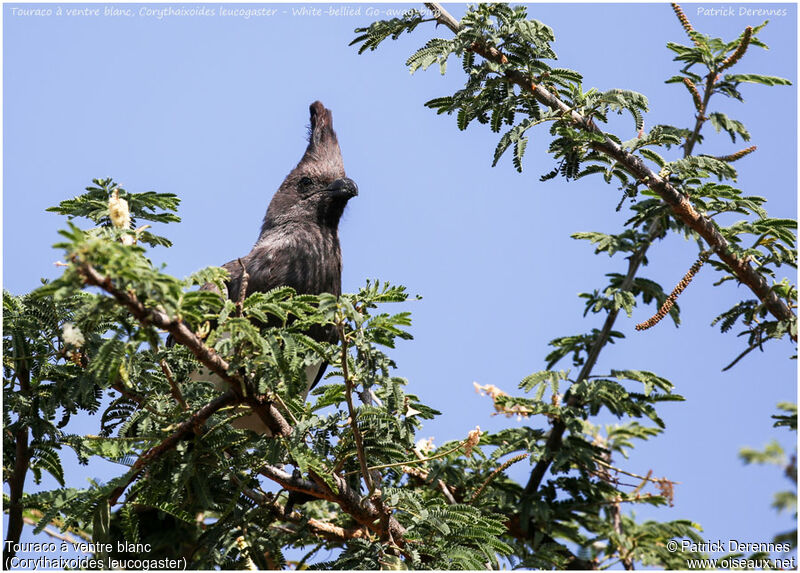 White-bellied Go-away-birdadult, identification