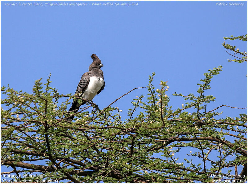 White-bellied Go-away-birdadult