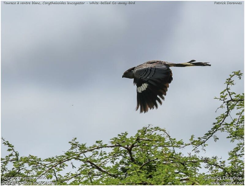 White-bellied Go-away-birdadult, Flight